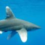 Oceanic Whitetip