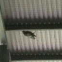 GallowgatePigeon