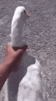 200.gif.15013982b18d23cc51511405ff47162a.gif