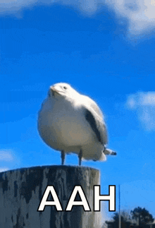 image.gif.d4fcd4f92ad62f5ba8e748830241d233.gif