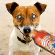 BottledDog